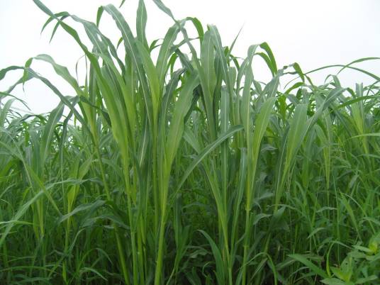 Sordan grass（苏丹草）