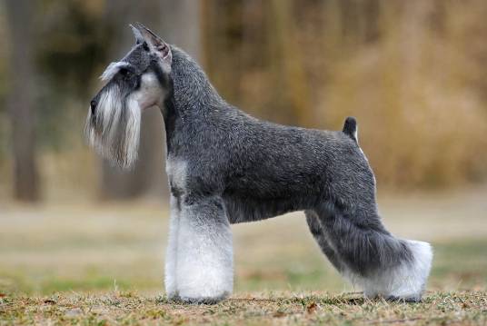 小型雪纳瑞犬