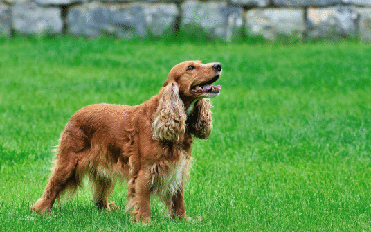 美国可卡犬