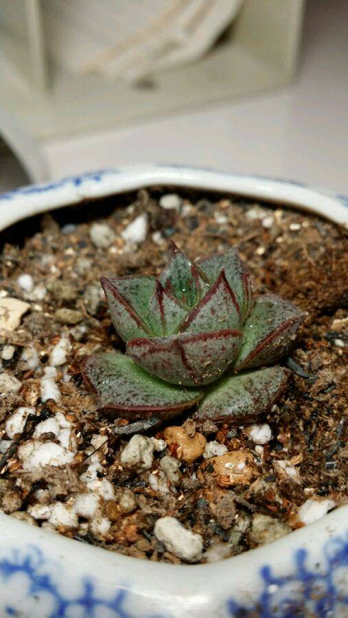 大和锦（山茶属栽培品种）