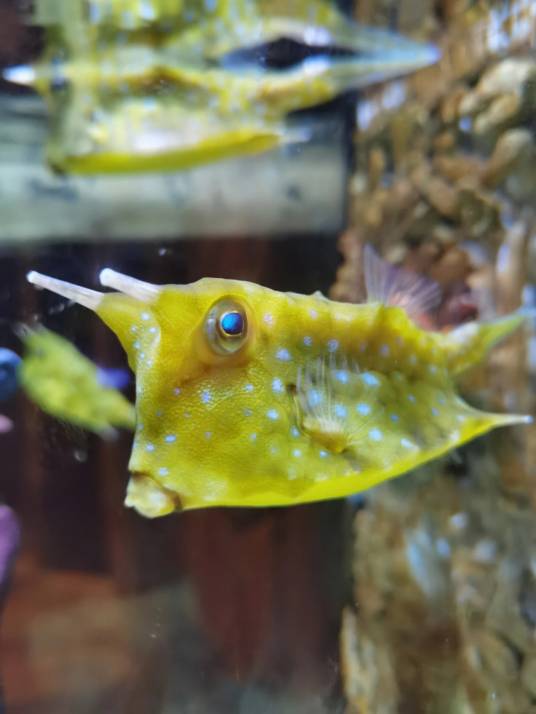 牛角鲀鱼