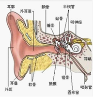 病毒性耳鸣
