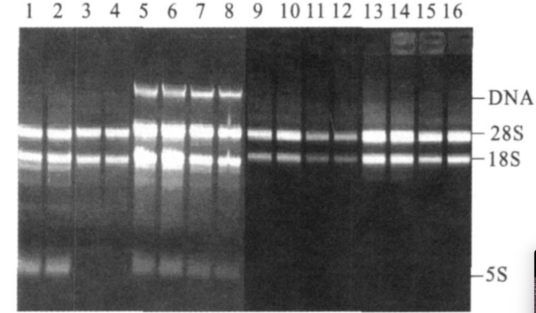 cDNA-AFLP