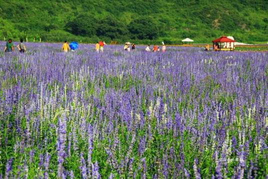人间花海薰衣草庄园
