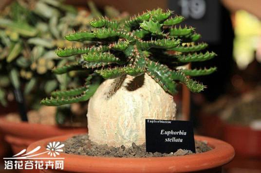 飞龙（大戟科大戟属植物）