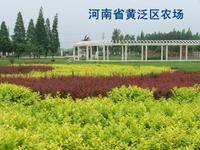 黄泛区农场