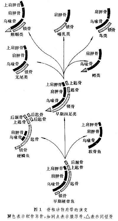 带骨