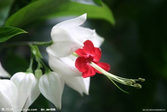 龙吐珠（叶星著小说）