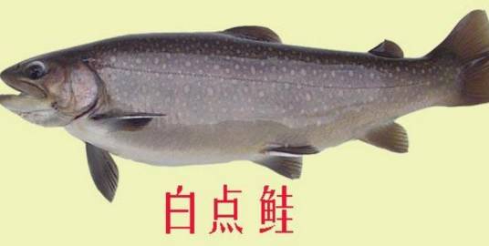 白点鲑