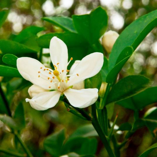 香橙花
