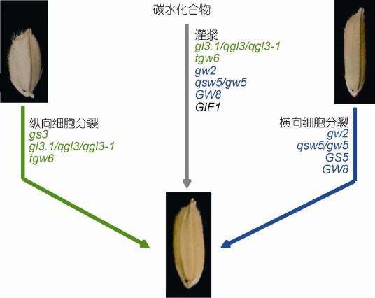 数量性状