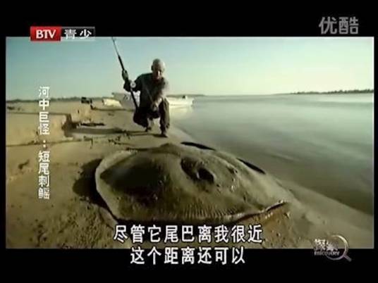 短尾刺鳐