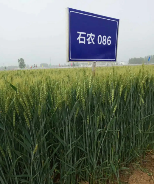 石农086