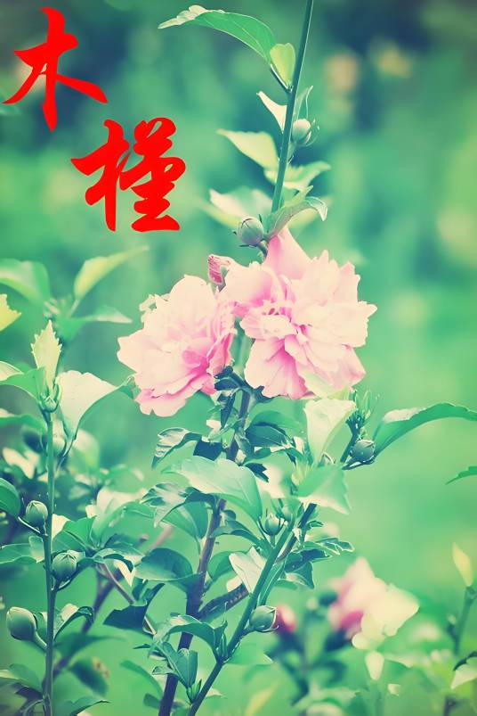 温柔的坚持