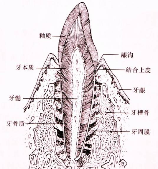釉柱