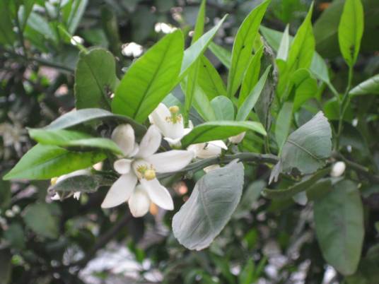 橘花（芸香科植物）