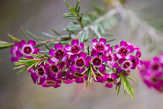 蜡花（桃金娘科风蜡花属植物）