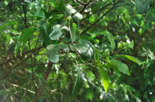 巧茶属