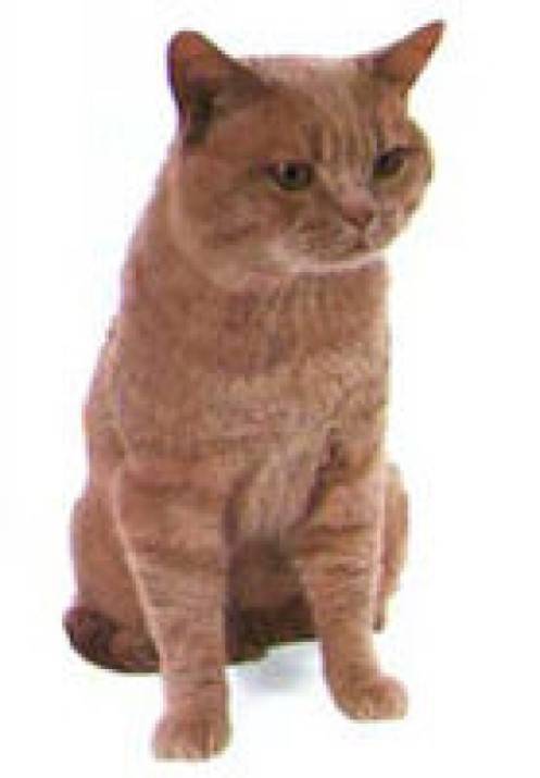 乳黄色斑点猫
