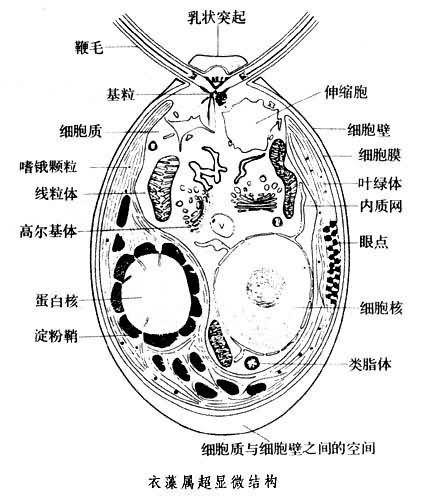 衣藻