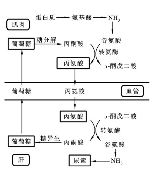 氨代谢
