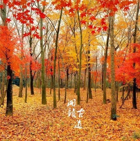 枫叶动态壁纸