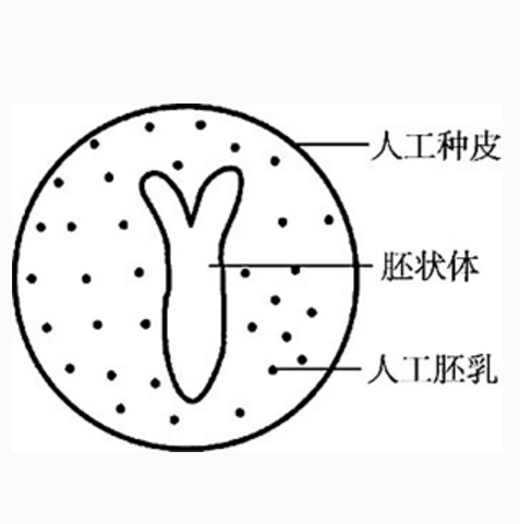 人工种子