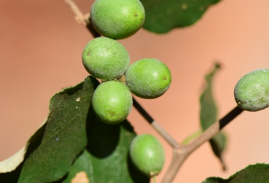 鼠李科