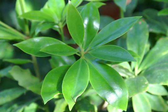 八角（五味子科八角属的一种植物）
