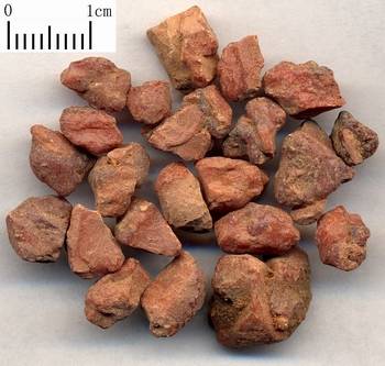 安息香（中药）