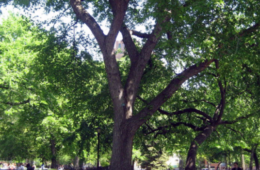 榆木（榆科榆属植物）