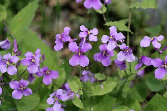 诸葛菜(十字花科诸葛菜属植物)