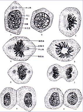 细胞分裂（生物学名词）