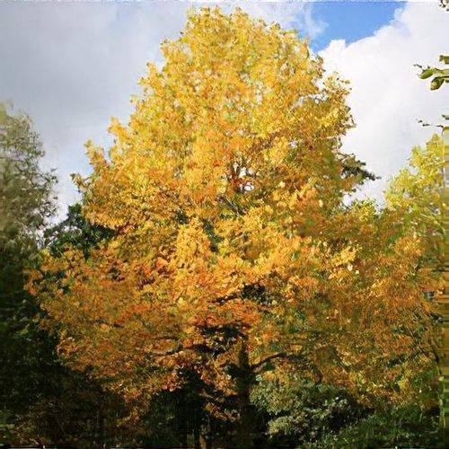 鹅掌楸（木兰科鹅掌楸属一种植物）