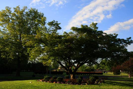 常青树（常青植物）