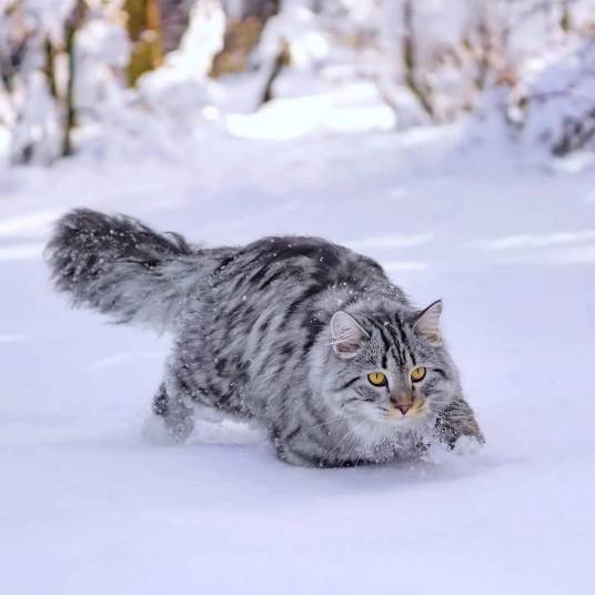 西伯利亚森林猫