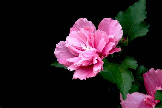 木槿花（古代诗文意义）