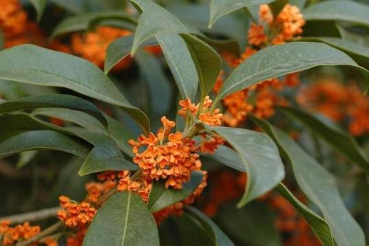 丹桂（木犀科木犀属植物）