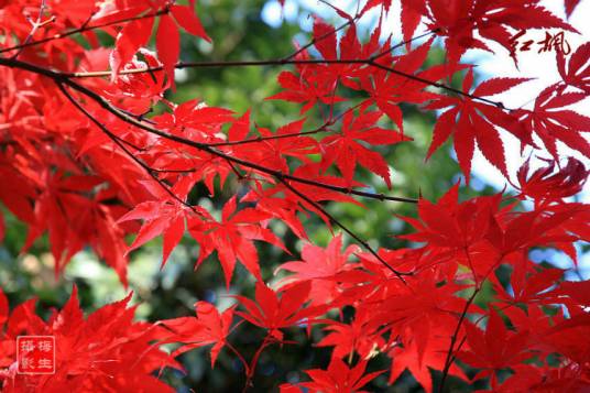 红枫（槭树科槭属植物）