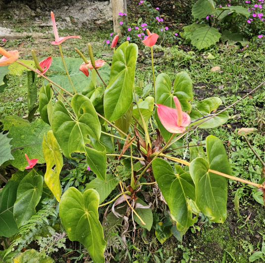 花烛（天南星科花烛属的一种植物）