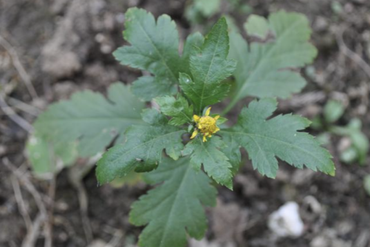 菊花脑（菊科菊属植物）