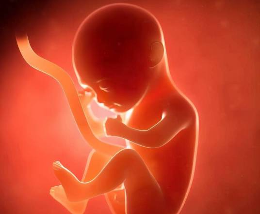 脐带（人体结构）