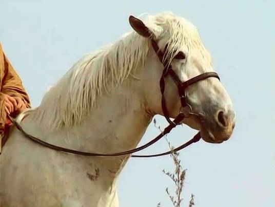 的卢（蜀汉开国皇帝刘备的坐骑）