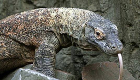 巨蜥(巨蜥科巨蜥属动物)