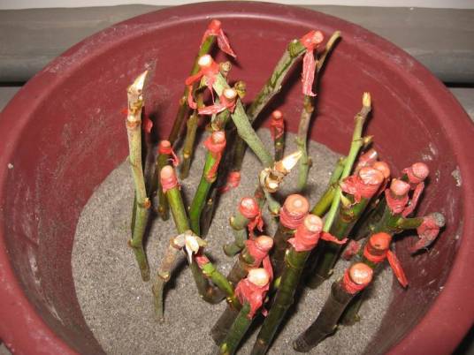 扦插（植物学术语）