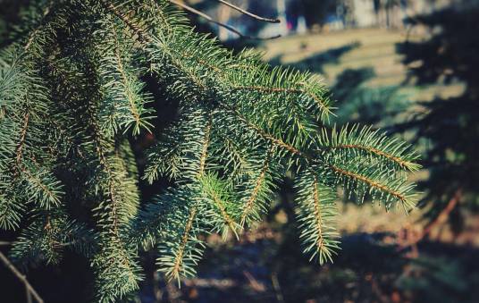 松针（松属植物）