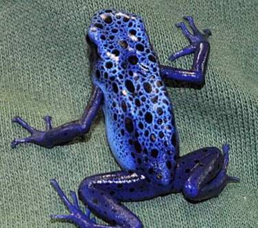 箭毒蛙（箭毒蛙科箭毒蛙属动物）