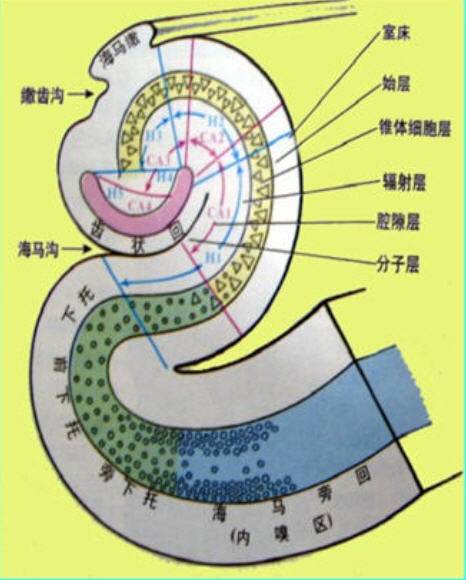 记忆（人类思维中信息内容的储备与使用过程）