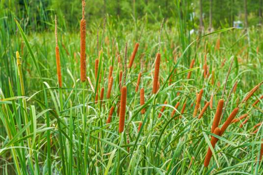 香蒲（香蒲科香蒲属植物）