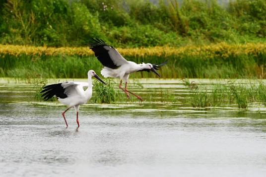 东方白鹳(鹳科鹳属动物)